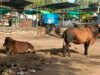 गांव में गाय बीमार हुई तो घबराहट में सैकड़ों लोगों ने लगाए इंजेक्शन