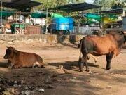 गांव में गाय बीमार हुई तो घबराहट में सैकड़ों लोगों ने लगाए इंजेक्शन
