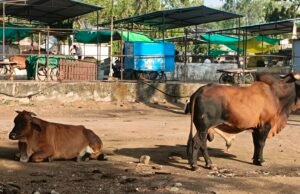 गांव में गाय बीमार हुई तो घबराहट में सैकड़ों लोगों ने लगाए इंजेक्शन