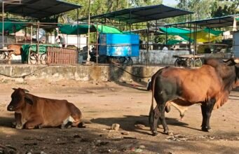 गांव में गाय बीमार हुई तो घबराहट में सैकड़ों लोगों ने लगाए इंजेक्शन